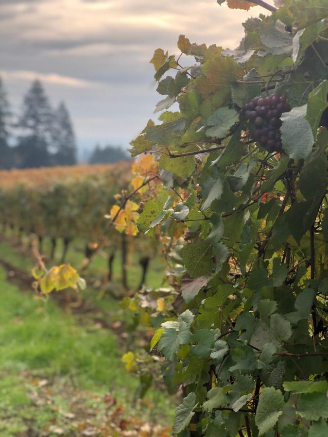 The Setting Inn Willamette Valley Нюбърг Екстериор снимка
